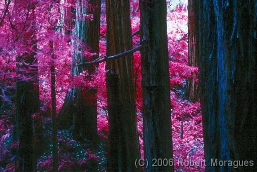 Color Infrared -  Big Basin Trees 